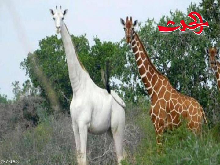 صيادون يقتلون الزرافة البيضاء الوحيدة في العالم ودعوات للحفاظ على النوعيات النادرة من الحيوانات