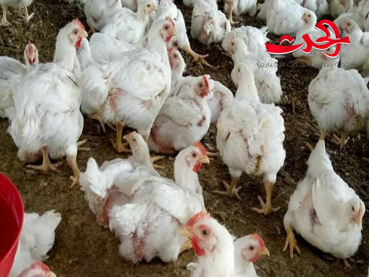 اقتراح من وزارة الزراعة بتخفيض وزن الفروج ليناسب دخل المواطن