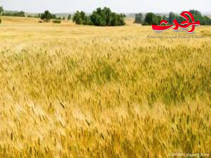 ٢٥ ليرة عن كل كيلو قمح مكافأة تسليم للفلاح إضافة لرفع سعره  إلى ٢٠٠ ليرة 