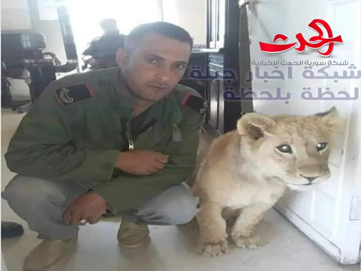 بالصور.. شبل أسد يتمشى على سور فيلا في قرى الاسد