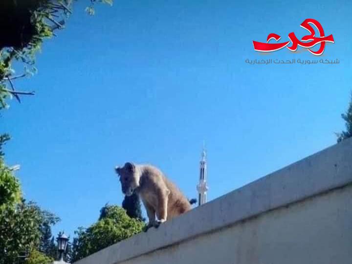 بالصور.. شبل أسد يتمشى على سور فيلا في قرى الاسد