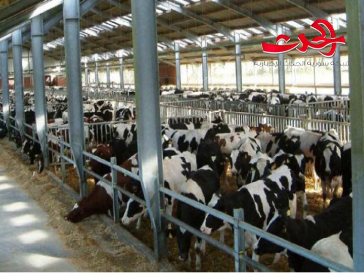 مدير زراعة اللاذقية ينفي نفوق الابقار في اللاذقية