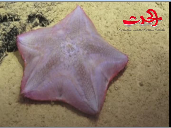 بالفيديو.. شاهد حيوانا بطول ٤٧ متر