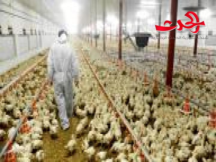 الحكومة تدعم قطاع الدواجن باجراءات حكومية وتدعم اعادة فتح المداجن المغلقة