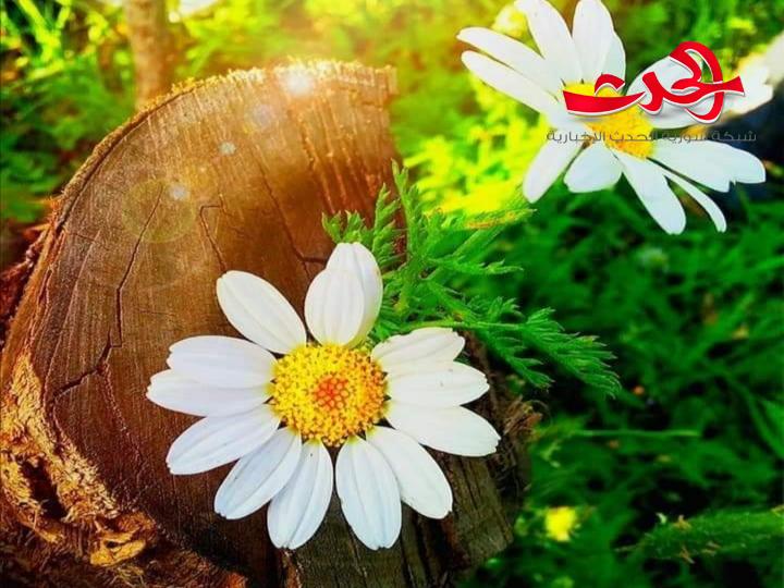 الأقحوانة الصغيرة بقلم الكاتبة لبنى يوسف