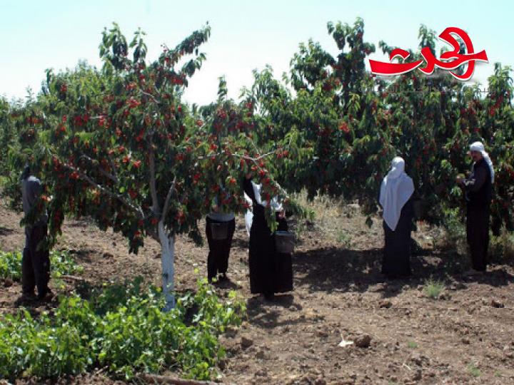 تغريم الفلاح الذي لم يستثمر ارضه في القنيطرة بكامل أجور الاستصلاح
