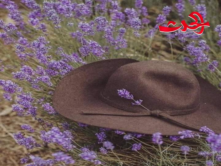 وسط حقل لافندر بقلم زيد جاموس