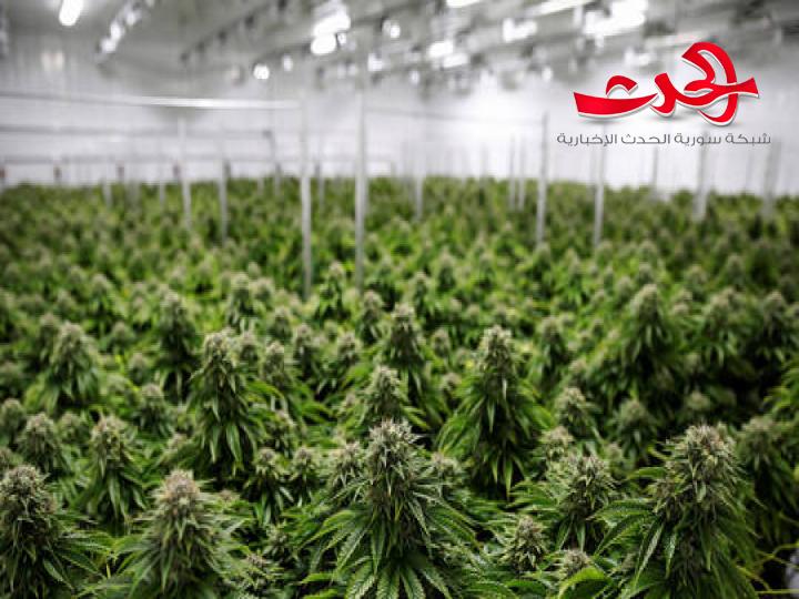 أمل جديد لعلاج كورونا من خلال مادة محظورة في أغلب دول العالم