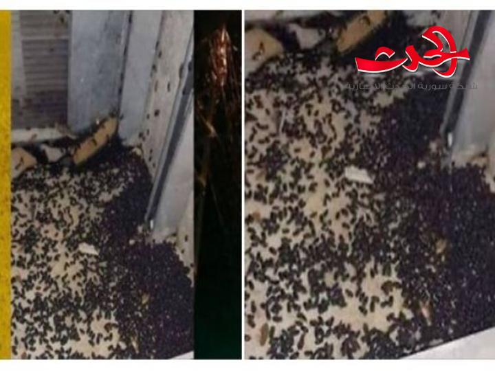 وزير لبناني: أسراب الخنفساء جاءت من حمص وعلاجها بإطفاء نور البلدية