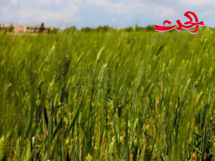 محافظة درعا تستكمل استعداداتها لاستلام محصول القمح