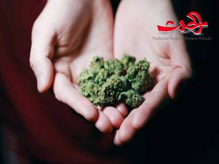 هل تصبح الماريغوانا علاج للكورونا.. تعرف إلى هذه الدراسة الكندية