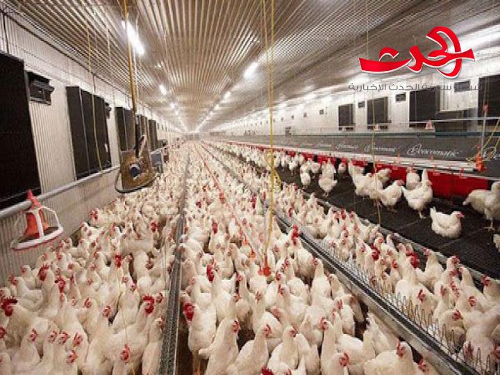 ضبط مدجنة في حمص تهرب البيض إلى العراق.. وتسجيل القضية" الاستيراد والتصدير تهريبا"