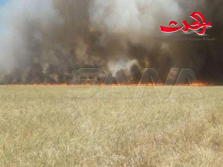 تقرير إخباري: ترامب أمر بحرق حقول القمح في سورية