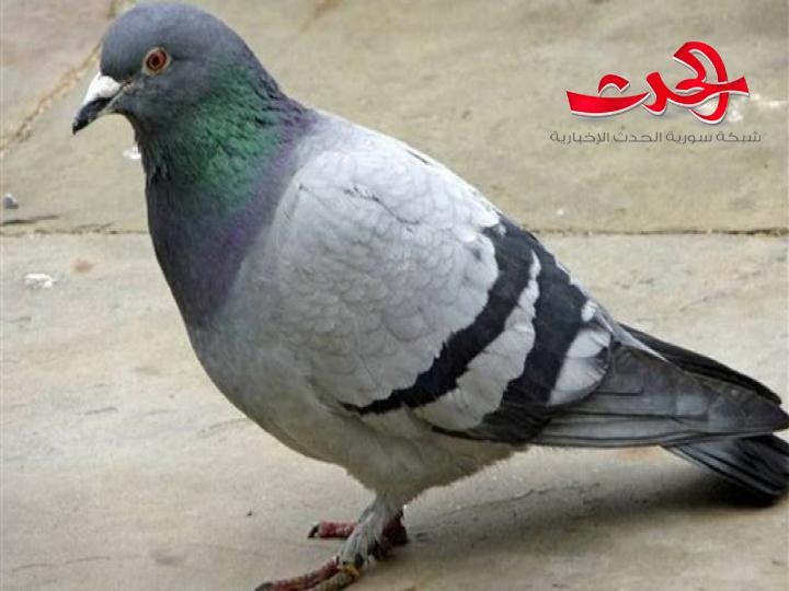الهند تلقي القبض على حمامة بتهمة التجسس