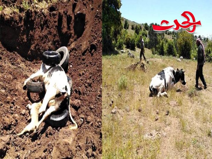 الكلاب المسعورة تهاجم المزارع و تتسبب بنفوق عدد من الأبقار والأغنام