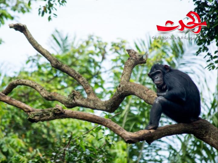 قرد مدرب يهاجم مذيعة مصرية في الاستديو 