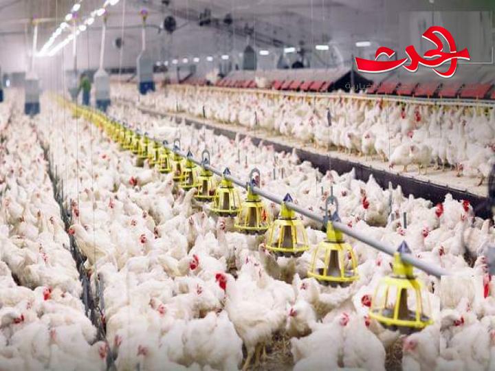 خبير زراعي: إنتاح الغذاء على شفا الانهيار ويجب دعم مربي الدواجن 