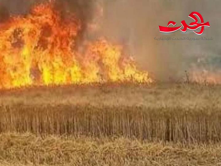 افتعال الحرائق في حقول القمح والشعير بريف الحسكة 