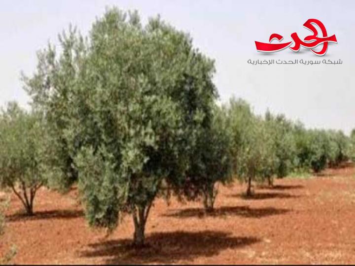 مدير الغرف الزراعية يقترح  وقف التوسع العشوائي في زراعة الزيتون واختيار الاصناف