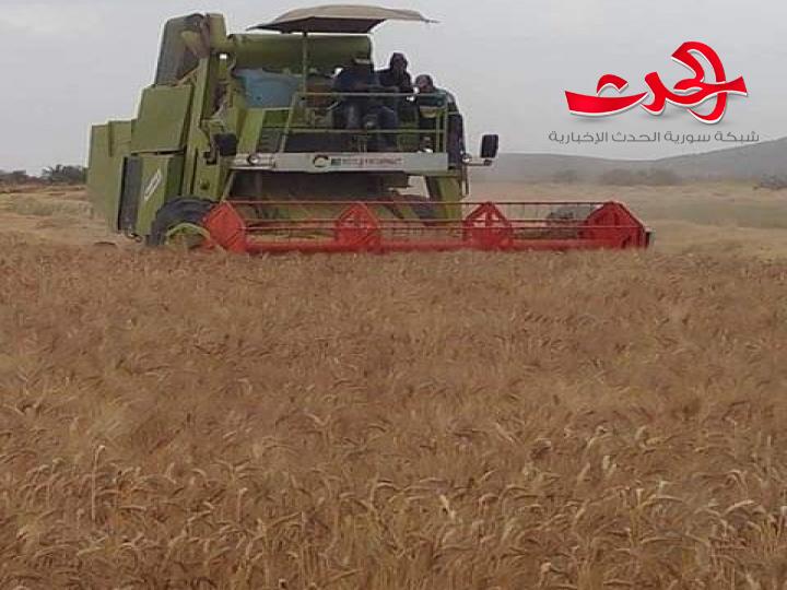 أجور الحصادات ترهق الفلاحين ومحافظة حماة تتوعد أصحابها