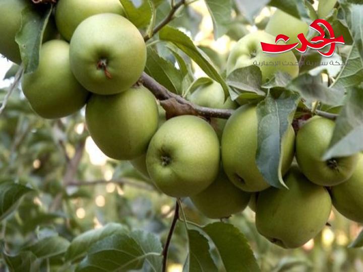5500 طن من تفاح السويداء يصدر إلى مصر والسودان