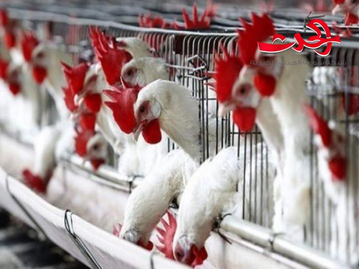 مربو الدواجن يتهمون تجار المواد العلفية بالتلاعب والاحتيال.. وسعر طن الكسبة تجاوز المليون ليرة