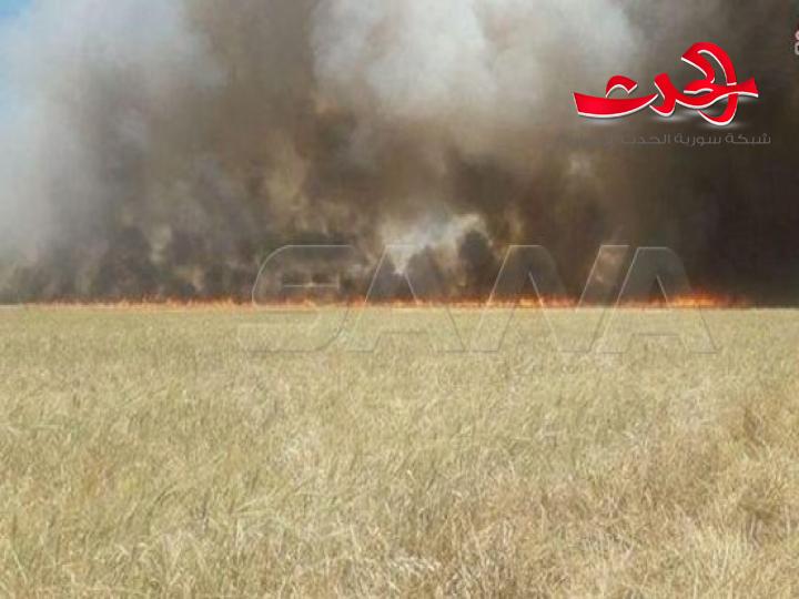 اتحاد الشباب التشيكي يدين الاحتلال الامريكي  لاحراق المحاصيل الزراعية في سورية