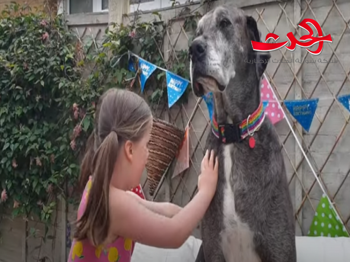 بالفيديو..شاهد أطول كلب في العالم يدخل موسوعة غينيس