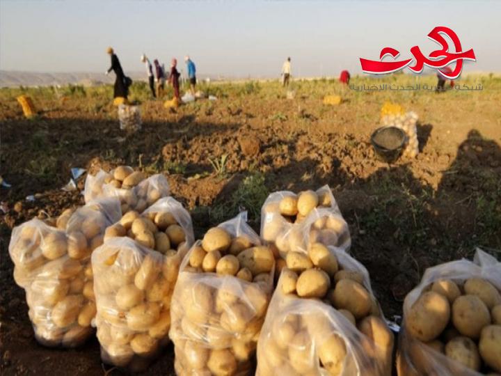 مدير الانتاج في وزارة الزراعة: موسم البطاطا متميز وصل ل ٦٠٠ الف طن 