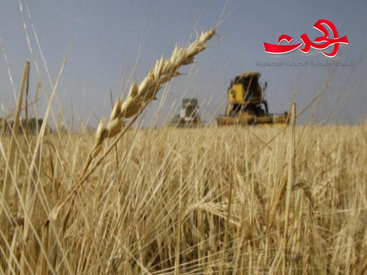 الاحتلال التركي يكرر انتهاكات وسرقاته ويسرق محصول الحبوب في تل أبيض ورأس العين