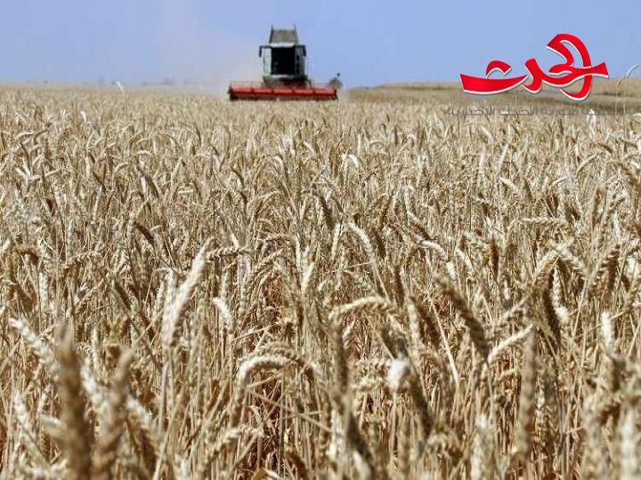 زراعي الحسكة: صرف 30 مليار ليرة قيم الأقماح للفلاحين