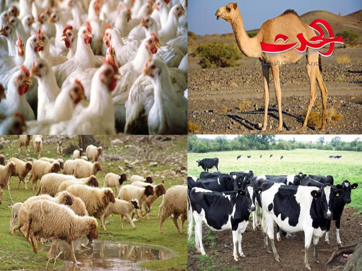 اسعار المنتجات الحيوانية إلى ارتفاع.. ما واقع هذه الثروة وما تأثير التصدير على المنتجات؟