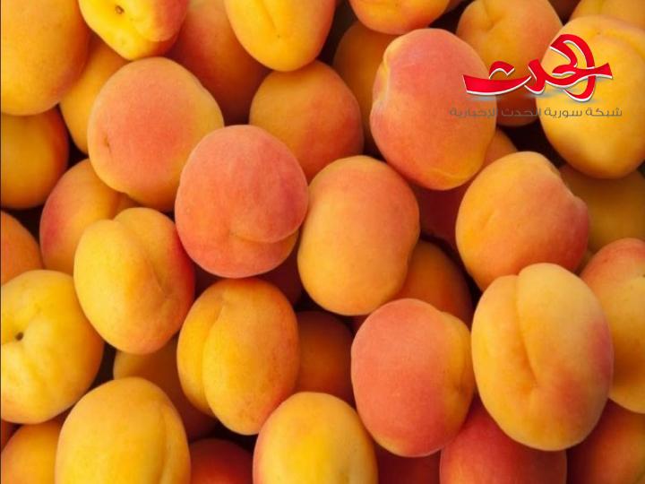 اسعار المشمش تحلق ووصلت ل ٢٠٠٠ ليرة سورية مع تراجع الانتاج بنسبة ٢١%