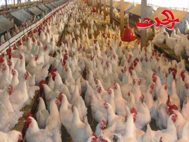 كشتو: ارتفاع أسعار الفروج سببه خسارة المربين وتوقف 70 بالمئة منهم عن العمل