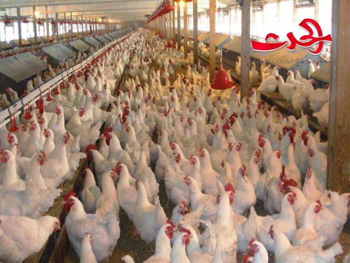 مدير الدواجن في اللاذقية: ننتظر قروضا اسعافية بقيمة مليار ليرة 