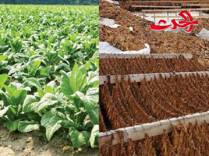 رئيس اتحاد الفلاحين بطرطوس يعترض على الاسعار الجديدة للتبغ.. غير منصفة للمزارعين