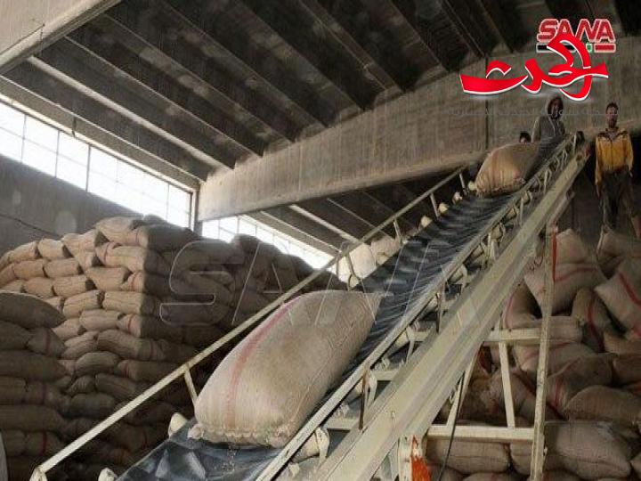 346 طناً كمية القمح المسلمة لشركة تجفيف البصل والخضار في سلمية