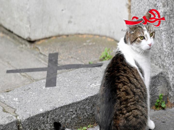 بعد أن لحستها قطة.. امرأة اترالية تفارق الحياة