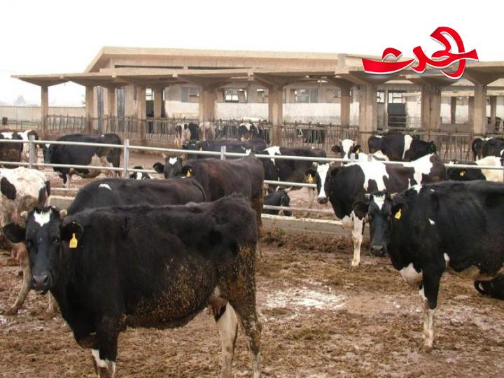 رئيس اتحاد فلاحي طرطوس: ضبط شاحنة تقلّ بقرة نافقة تتجه إلى حمص