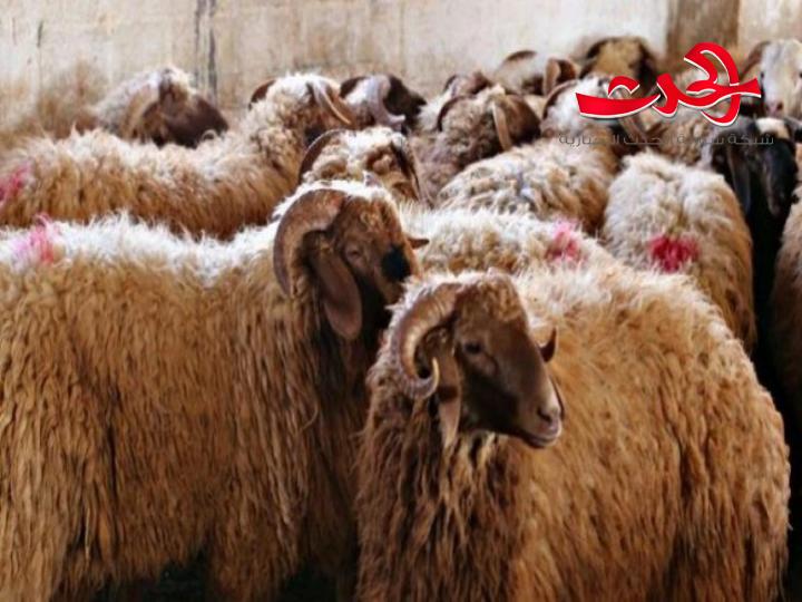تحديد شروط منح رخص ذبح الأضاحي خلال فترة عيد الأضحى في دمشق