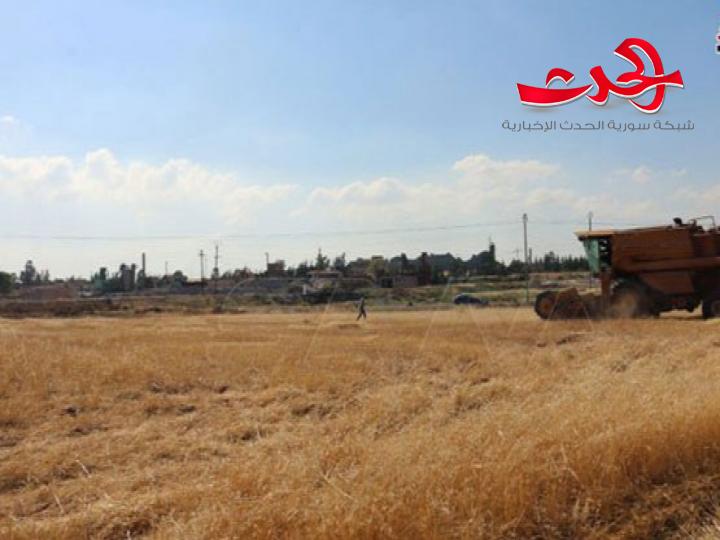 عمليات تسويق القمح مستمرة بدرعا وصرف قيم المحصول دون تأخير