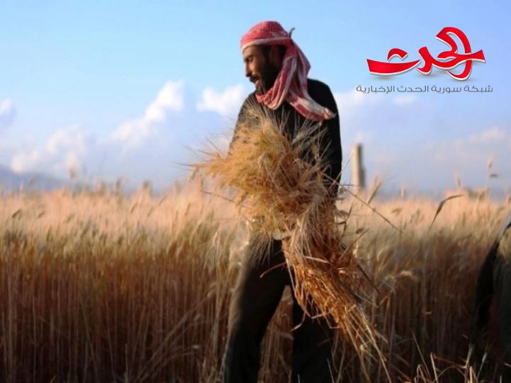 مسؤول في اتحاد  الفلاحين: الفلاحون يمتنعون عن بيع القمح لميليشيا «قسد»