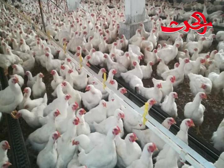 رئيس لجنة الدواجن: انخفاض سعر الصرف لم يؤثر على سعر الاعلاف