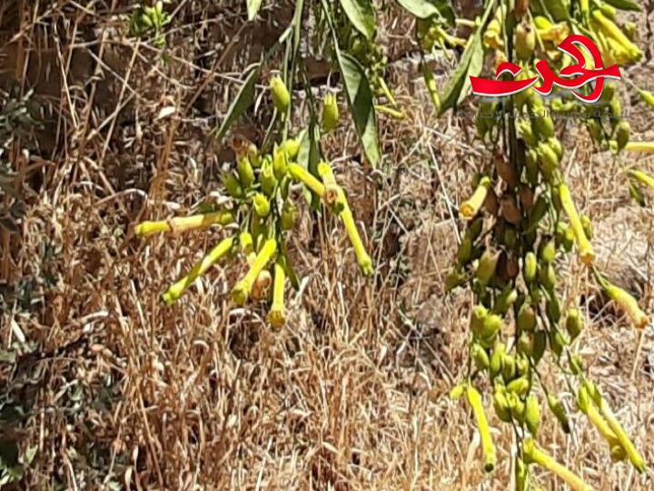  التبغ الأزرق السام ينتشر بكثرة في حمص.. والزراعة تعمل على مكافحته