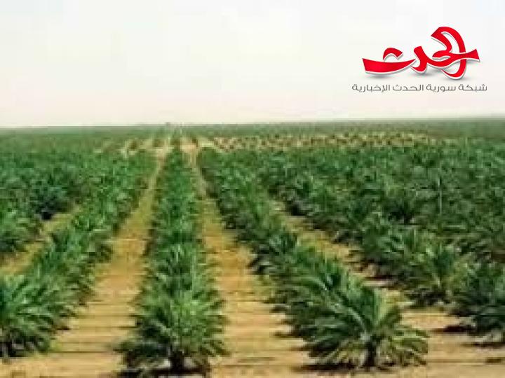 مزارعو التبغ يطالبون بتحويل عدادات الكهرباء من صناعي إلى زراعي.. المدير: تسعيرة جديدة قبل تسليم المحصول