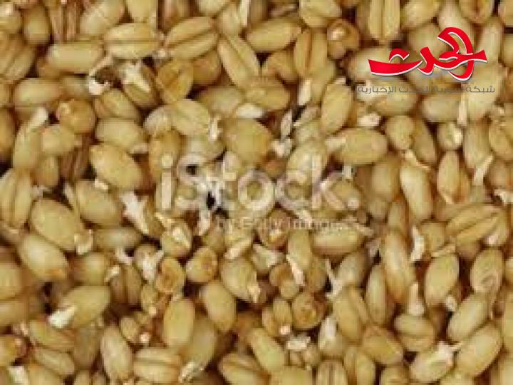 بعض الملاحظات حول القمح