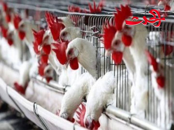 رئيس لجنة مربي الدواجن: لا بوادر لانخفاض أسعار الفروج حالياً والطلب ضعيف