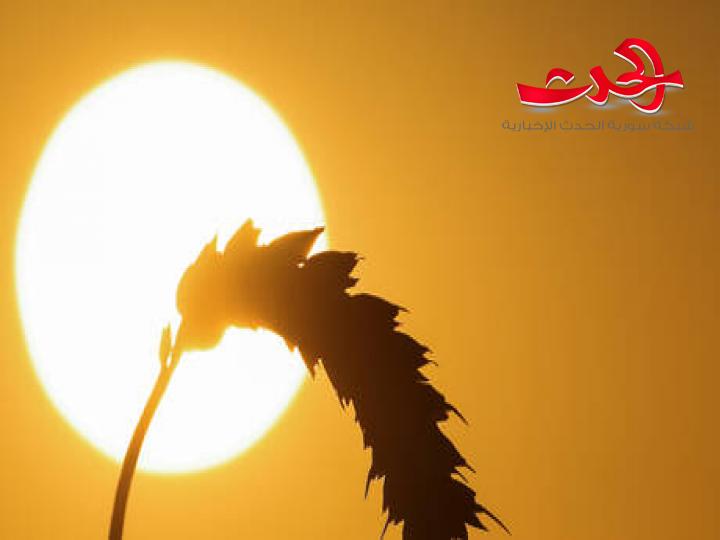 سورية تطرح مناقصة لشراء 200 ألف طن من القمح من روسيا