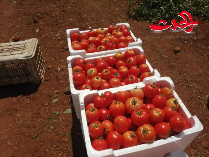 البندورة الحورانية... الأولى في الإنتاج المحلي