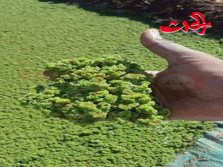 شاب سوري يكتشف بديلا لعلف الأبقار والدواجن ويقدمه حلا لقطاع الدواجن في سورية 